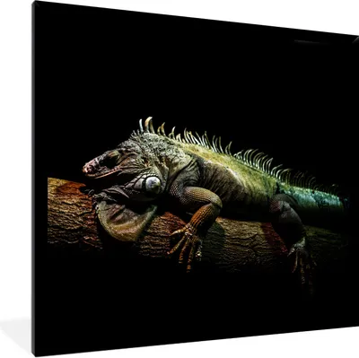 Produktbild von MuchoWow® Gerahmtes Poster Tier - Zweig - Schwarz 40x40 cm - Poster mit Schwarzem Bilderrahmen Wandposter Rahmen Foto Bilder - Mit Rahmen - Wanddekoration Schlafzimmer