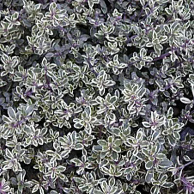 Produktbild von 6 x Zitronen-Thymian  - Thymus citriodorus 'Silver Queen'  | Topf 9cm x 9cm