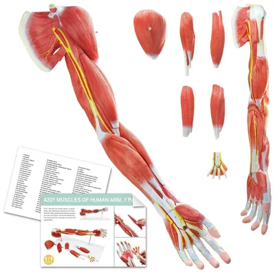 7-teiliges Arm-Muskelmodell, lebensgroß, nummeriert, abnehmbare Muskeln