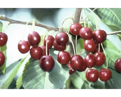Obrázek produktu pro Třešeň obecnáFloraSelfPrunus avium 'Hedelfingenská' 120-150 cm květináč 7,5 l