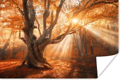 Produktbild von MuchoWow® Poster Baum - Natur - Herbst 180x120 cm - Fotoplakat