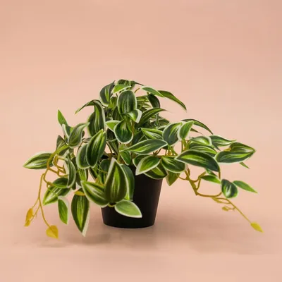 Obrázek produktu pro Umělá tradescantia, zelená a bílá, 19 cm, umělá rostlina s pestrobarevnými listy
