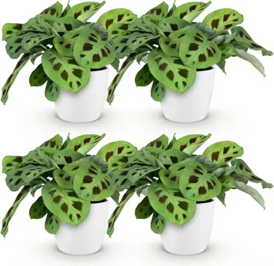 Obrázok produktu pre Maranta Fascinator Kerchoveana - zebrovitá rastlina, izbová rastlina, sada 4 ks