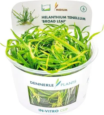 Produktbild von Helanthium - Helanthium tenellum ´Broad leaf´In-Vitro