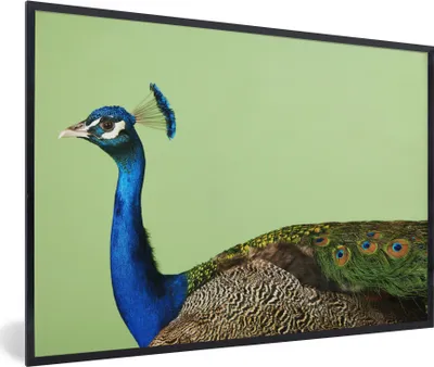 Produktbild von MuchoWow® MuchoWow® Gerahmtes Poster Pfau - Vogel - Federn 60x40 cm - Poster mit zchwarzem Bilderrahmen - Printing - Wanddeko Schlafzimmer