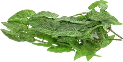 Produktbild von GASPER Pfeilblatt - Alocasia Grün mit Blattzeichnung 48 cm - Kunstpflanzen