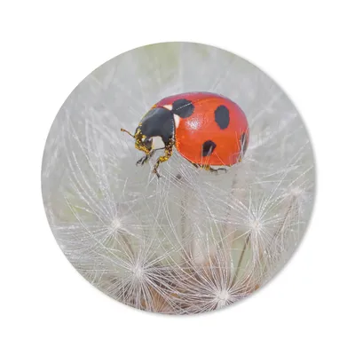 Produktbild von MuchoWow® Mauspad Mousepad Marienkäfer auf Löwenzahn 30x30 cm - Mousepads - Maus Mat - Pad - Mausunterlage - Tischunterlage - Schreibtischmatten