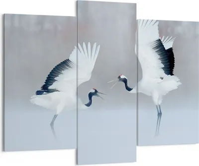 Produktbild von Bild auf Leinwand - Leinwandbild - 3 Teile - Kraniche kämpfen tanzen - 130x100cm - Wand Bild - Wanddeko - Wandbilder - Leinwanddruck - Bilder - Wanddekoration - Leinwand bilder - CB130x100-4497