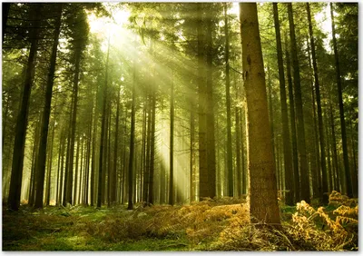 Produktbild von Tulup® Leinwandbild - 100x70 cm - Wandkunst - Drucke auf Leinwand - Leinwanddruck  - Landschaften - Grün - Kiefernwald
