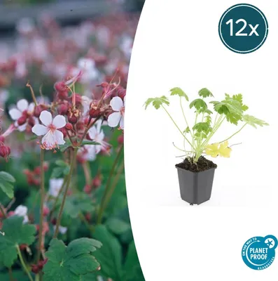 Immagine prodotto di Tappeto erboso - Geranium macrorrhizum 'Spessart' - Vaso da 9 cm - Set di 12 piante