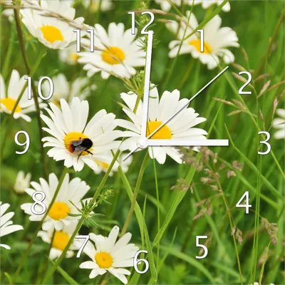 Produktbild von Wallario Design Wanduhr Margeritenwiese aus Echtglas, Größe 30 x 30 cm