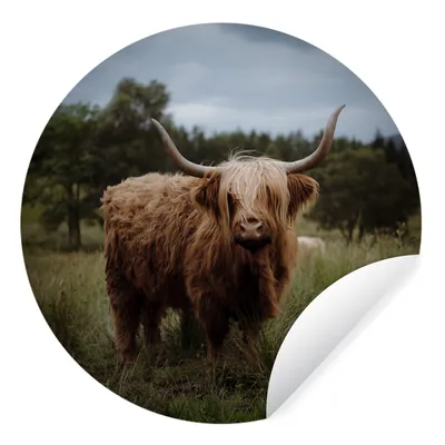 Produktbild von MuchoWow® Runde Wandtattoo - Wandsticker Tapete Aufkleber Schottischer Highlander - Tiere - Kuh Ø 50 cm Selbstklebend und Repositionierbar - Wandaufkleber - Kreis - Wand Kreis - Wand Bild - Foto Tapete - Selbstklebende - Wohnzimmerdekoration - Wand Dekoration - Kinderzimmer
