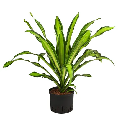 Produktbild von Dehner Drachenbaum Burley, Dracaena fragrans, in Hydrokultur, ca. 80 cm, Ø Topf 25 cm, Zimmerpflanze
