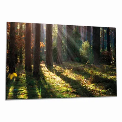 Produktbild von Wallario Herdabdeckplatte aus Glas, Größe 80 x 52 cm 1-teilig, Motiv Sonnenstrahlen im Herbstwald