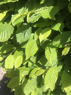 Image de 10 arbres de charme (Carpinus betulus) | Hauteur : 80-100 cm, plants sans racines