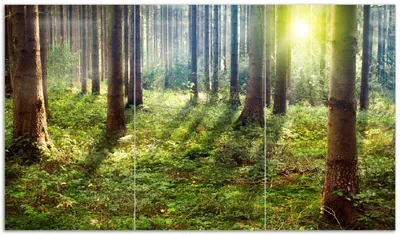 Produktbild von Wallario Herdabdeckplatte aus Glas, Größe 90 x 52 cm 3-teilig, Motiv Sonnenuntergang im Wald zwischen den Bäumen