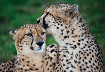 Produktbild von 3 D Ansichtskarte Geparde, Postkarte Wackelkarte Hologrammkarte Tiere Tier Gepard Raubkatze