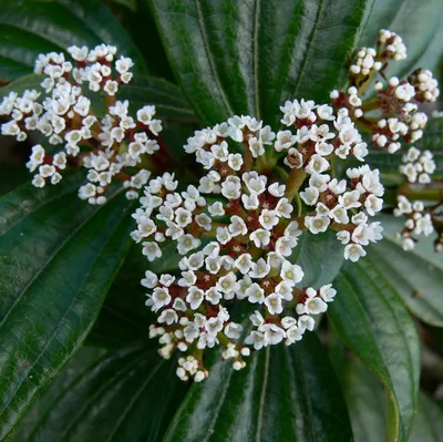Produktbild von Immergrüner Kissen-Schneeball ca. 30 cm - Viburnum davidii im Topf gewachsen