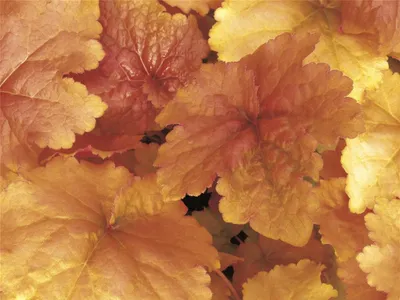 Produktbild von Heuchera 'Créme Brûlée' - Purpurglöckchen 'Creme Brulee' im Topf 12 cm  - 12 cm