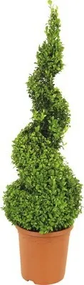 Obrázek produktu pro Zimostráz spirála FloraSelf Buxus sempervirens 70-75 cm květináč 5 l