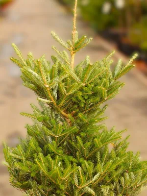 Immagine prodotto di Abete coreano nano Abies koreana Molli 25 - 30 cm sempreverde