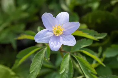 Produktbild von Anemone nemorosa 'Robinsoniana', Buschwindröschen, lavendelblau, ca. 9x9 cm Topf