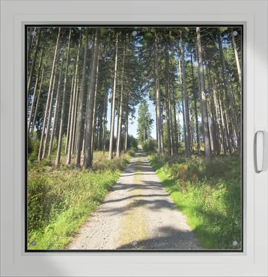 Produktbild von Wallario Lichtschutzbild, Dekorativer Sichtschutz Sonnenschutz 96 x 93 cm mit Motiv: Stiller Waldweg - Verdunklung ohne Bohren