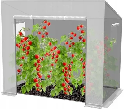 A greenhouse with tomato plants inside.