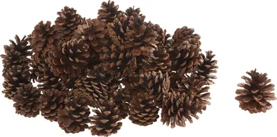Produktbild von Othmar Decorations BV Naturmaterial Dekoartikel ca. 5,0 - 8,0 cm Braun