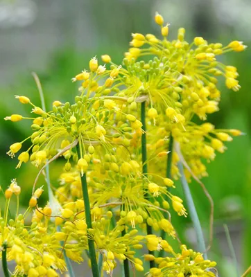 Zdjęcie produktu dla Allium Czosnek Ozdobny Chloranthum 3 szt. Cebulki Kwiatowe Czosnki Ozdobne