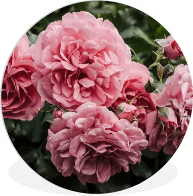 Produktbild von MuchoWow® Rundes Wandbild - Runde Bilder Rosa - Blumen - Rosen Ø 60 cm Kreis Wanddekoration Kunststoff - Wandkreis - Wandschmuck - Wand Kreis - Das Schlafzimmer - Die Bilder - Wandmalerei - Kunst für das Haus - das Plastik