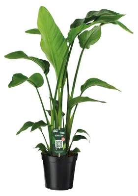 Immagine prodotto di Strelitzia Nicolai - 80-90cm - Ø19cm - Pianta d'appartamento - Sempreverde