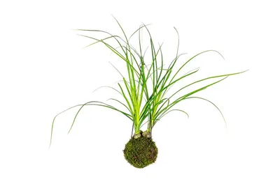 Obrázek produktu pro Gardners Kokedama Nolina (L)
