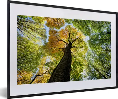 Produktbild von MuchoWow® Gerahmtes Poster Baum - Natur - Wald 60x40 cm - Poster mit Schwarzem Bilderrahmen Wandposter Rahmen Foto Bilder - Schlafzimmer - Plakat in Rahmen - Drucken