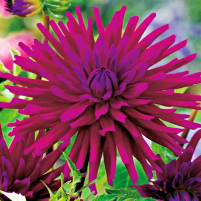 Image de Dahlia cactus Purple Gem 1 pièce Dahlias plants de dahlia plant gros bulbes