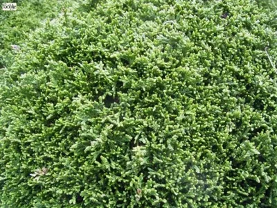 Produktbild von Chamaecyparis lawsoniana Forsteckensis - Scheinzypresse - 40-60
