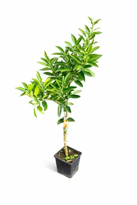 Produktbild von Nova Mandarine kernlos 120–150 cm – Mandarinenbaum für Garten, Terrasse & Wintergarten, winterhart im Kübel, Zitruspflanze