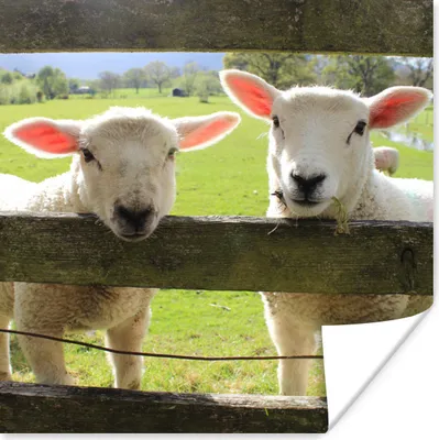 Produktbild von MuchoWow® Poster Schaf - Holz - Lamm 50x50 cm - Wohnzimmerdekoration