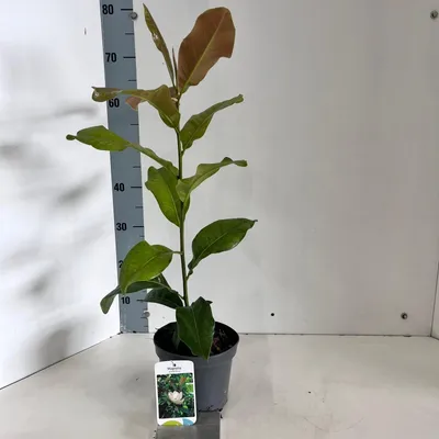 Image de Magnolia « Grandiflora » - Magnolia à fleurs de tulipe | 50-60 cm en pot