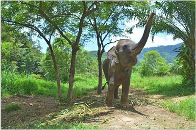Produktbild von Wallario Wandbild Junger Elefant im Dschungel, Größe: 61 x 91,5 cm, Poster mit rahmenlosen Bildhalter