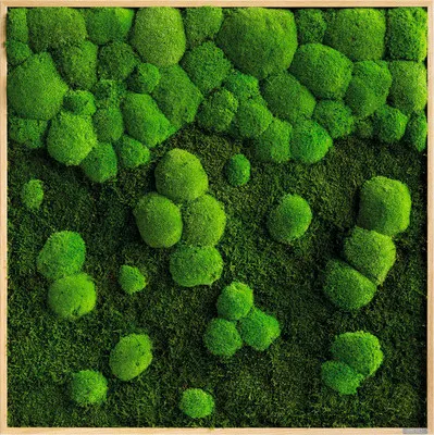 Produktbild von Wald- & Kugelmoosbild Rahmen Eichenoptik 80x80 cm