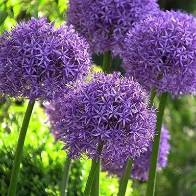 Produktbild von 25x Blumenzwiebeln RIESEN ZIERLAUCH Allium Fireworks mit beeindruckender Blüte