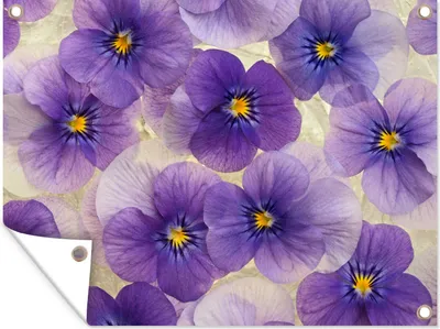Produktbild von MuchoWow® 40x30 cm Outdoor-Poster Gartendeko Sichtschutz Garten Poster für den Garten  Gruppe von Purpurveilchen