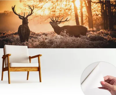 Obrázok produktu pre Samolepiaca fototapeta – 250 x 104 cm – tapeta – nástenná tapeta – nástenné obrazy – samolepiaca fólia – dekoračná fólia – tapetová fólia – stena – dekorácia – obývacia izba – jelene ráno