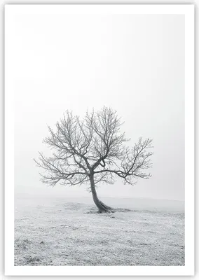 Produktbild von Poster - Poster ohne Rahmen - Baum Feld Natur - 70x100 cm - Wand Bild - Wanddeko - Wandbilder - Kunstposter - Wandposter - Bilder - Kunstdruck - Wanddekoration - Wandbild - P2XPA70x100-3683