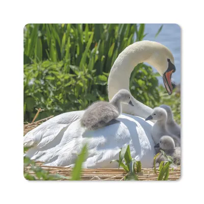 Produktbild von MuchoWow® Mauspad Mousepad Schwan - Wasser - Quelle 20x20 cm - Mousepads - Maus Mat - Pad - Mausunterlage - Desk Mat - Bureauartikeln