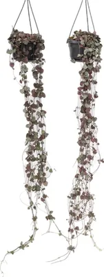Produktbild von Leuchterblume - 2 Stk - Ceropegia linearis Woodii - Höhe 20-30cm - ⌀14cm