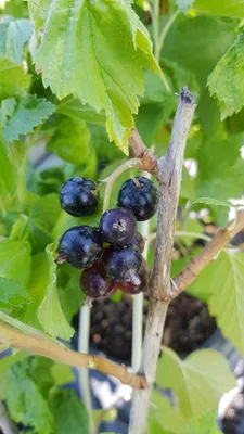 Image de Ribes nigrum ‘Ben Tirran’ / Cassissier ‘Ben Tirran’