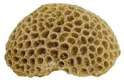 Productafbeelding van Aquariendecoratie koraal 10,8 x 9 x 5 cm
