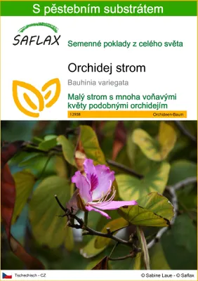 Obrázek produktu pro SAFLAX - Orchidej strom - Bauhinia variegata - 8 Semena - S pěstebním substrátem bez klíčků